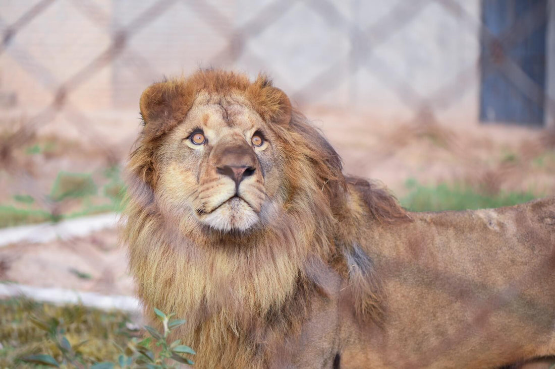 Rescued animal supported by Al Azeem Foundation