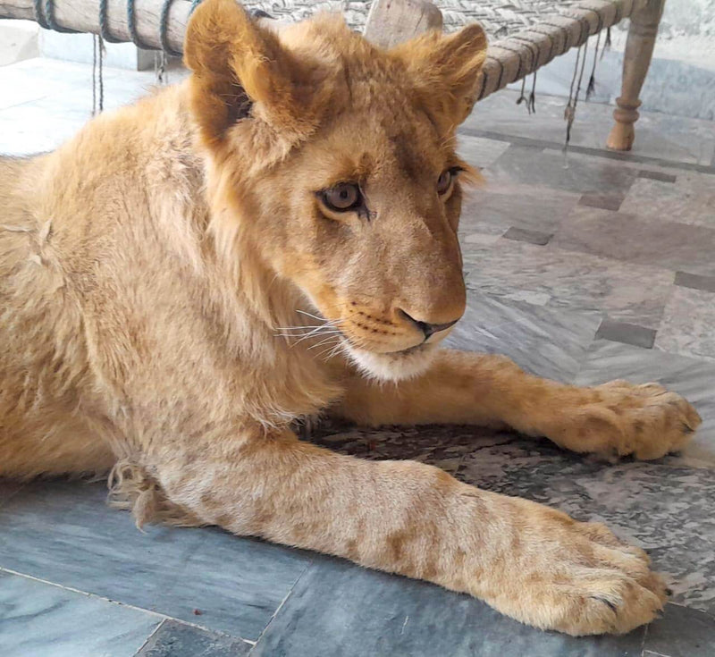 Sher Khan - Photo 12