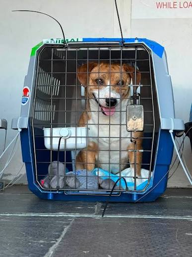 Pet Travel & Rescue Carrier