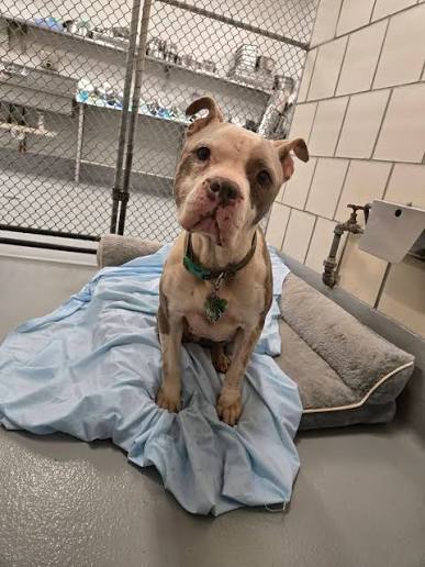 Rescue Animal Care Pack
