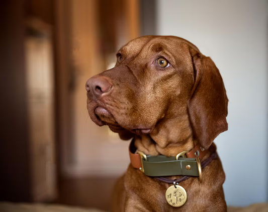 Reflective Dog Collar