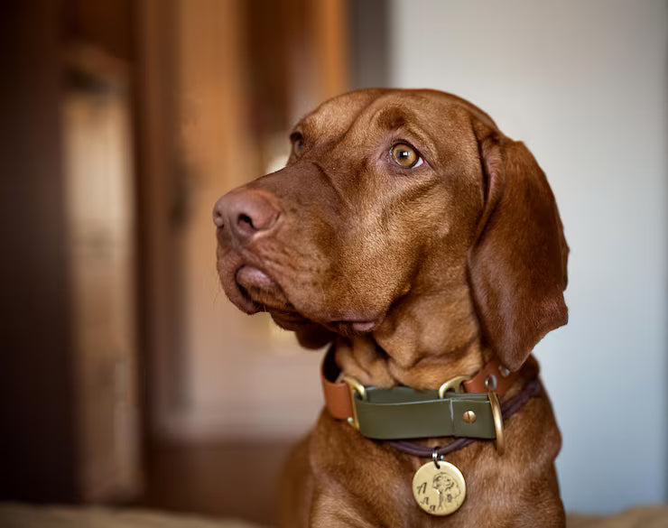 Reflective Dog Collar