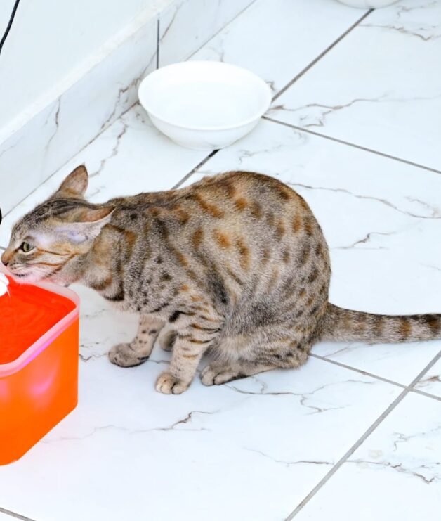 WhatsApp Image 2026-04-14 at 3.54.52 PM