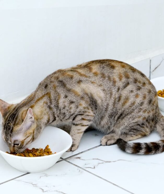 WhatsApp Image 2026-04-14 at 3.54.53 PM