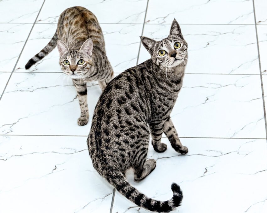 Main Kulfi and Barfi