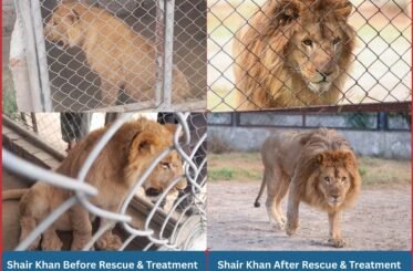 Meet Sher Khan
